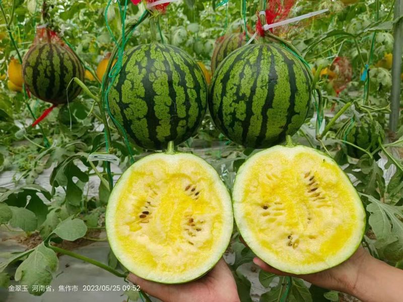 豫艺金翠玉西瓜种子早熟黄肉礼品西瓜种籽皮薄而韧花皮黄肉
