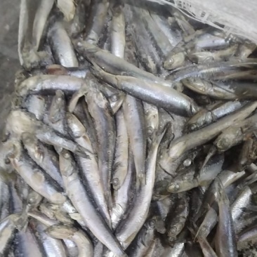 各种饲料鱼批发