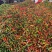 花泡椒大量有货中各大超市电商