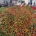 花泡椒大量有货中各大超市电商