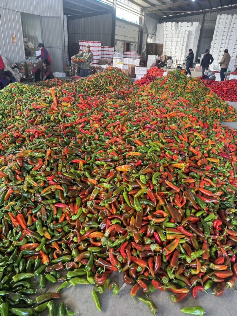 花泡椒大量有货中各大超市电商