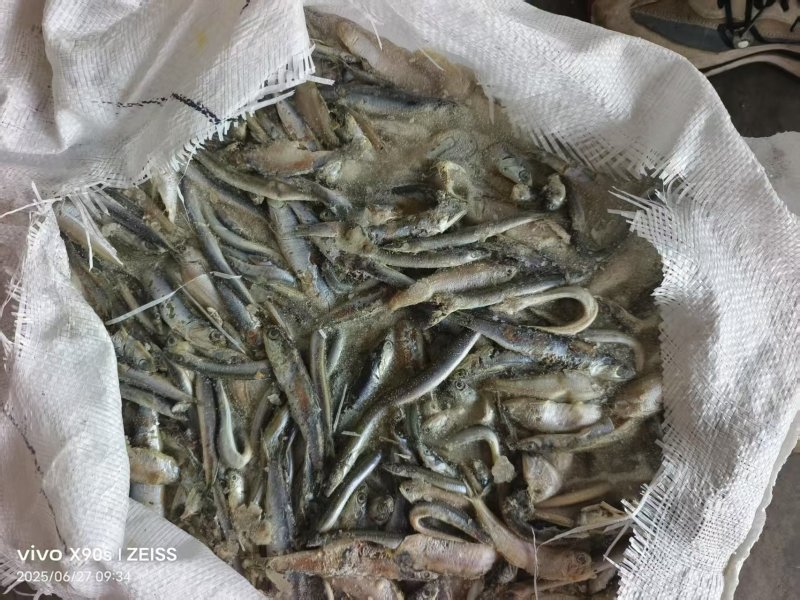 各种饲料鱼批发