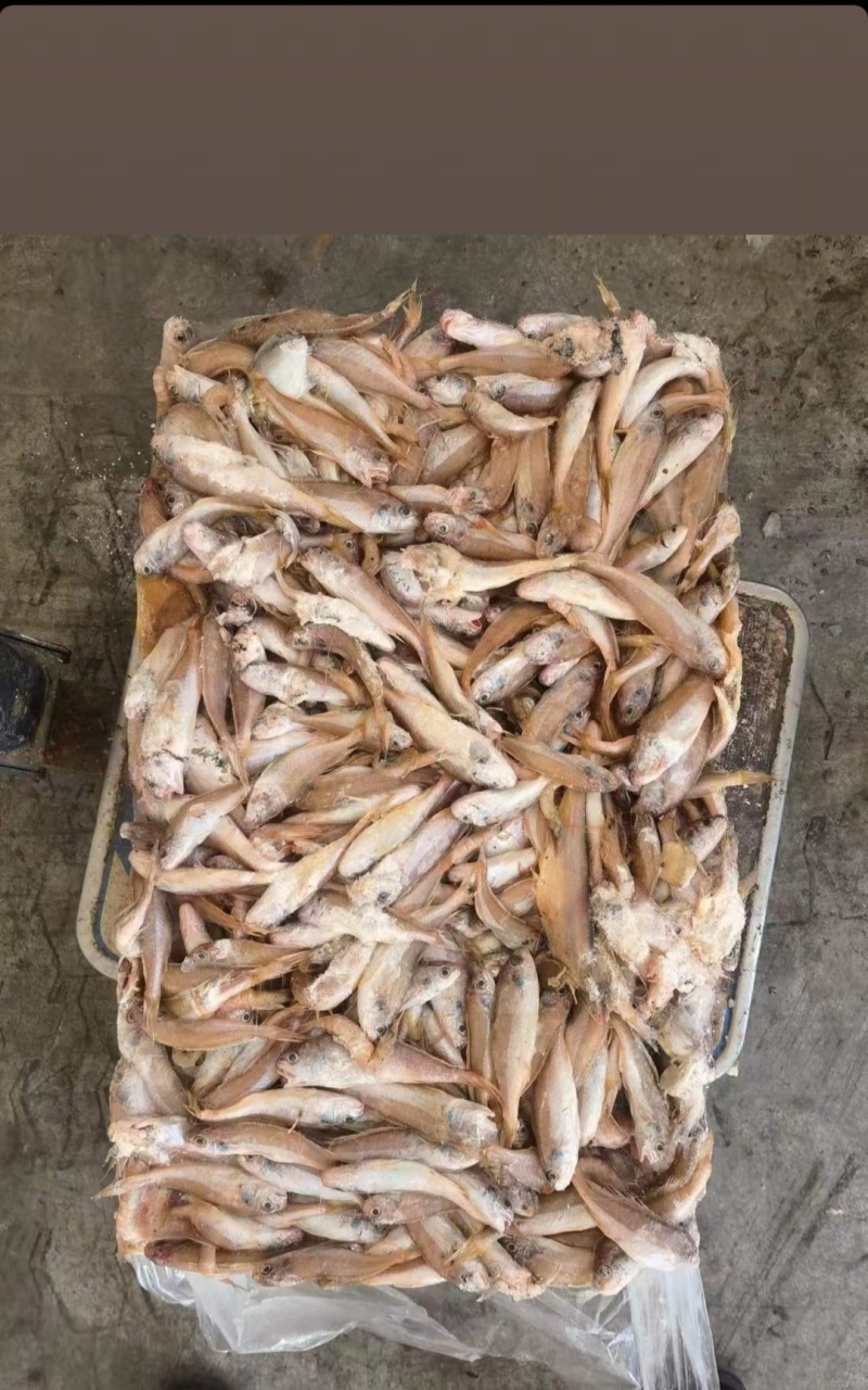 各种饲料鱼批发