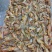 各种饲料鱼批发