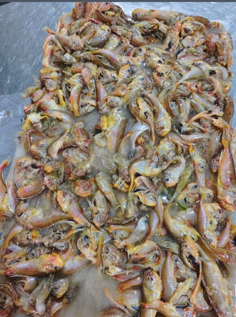 各种饲料鱼批发