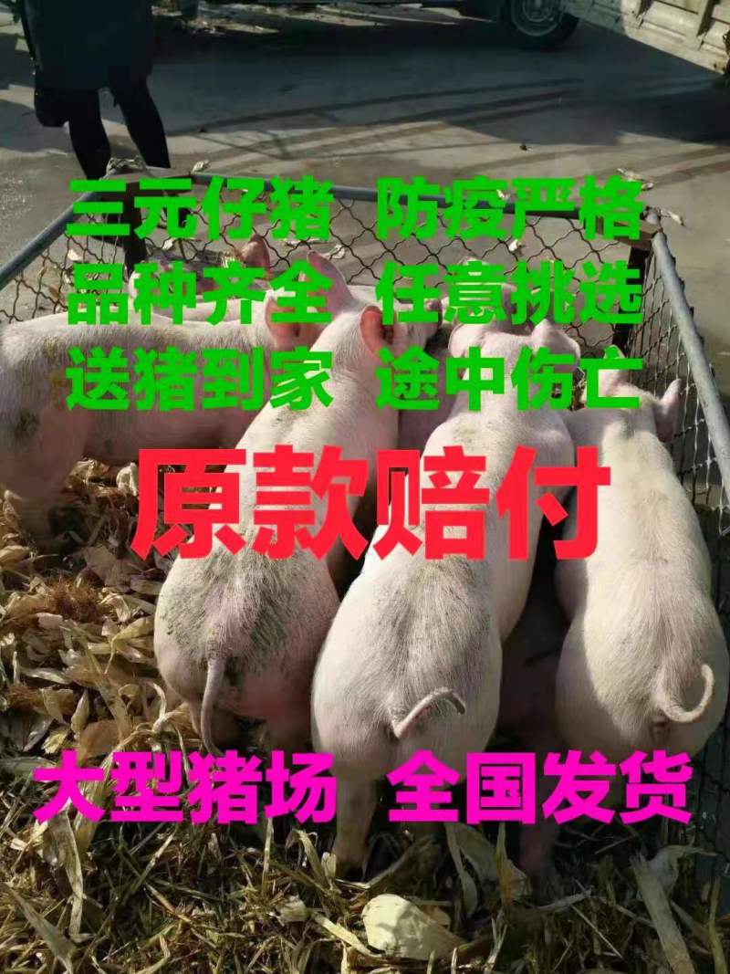 三元仔猪品种齐全防疫严格，好饲养耐粗粮，包成活，送猪到家