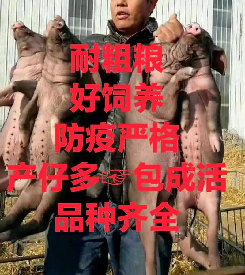 三元仔猪品种齐全防疫严格，好饲养耐粗粮，包成活，送猪到家