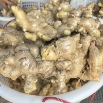福建漳州平和大黄姜大量上市