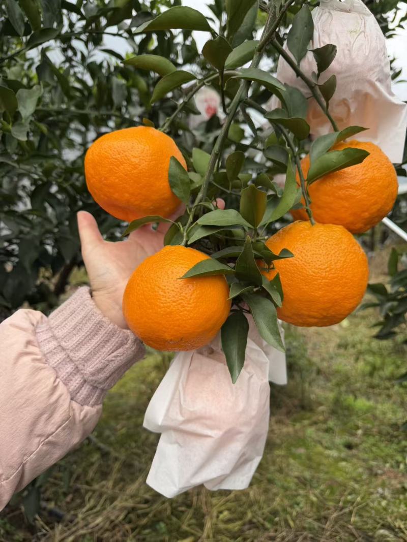 精品耙耙柑春见柑桔大量上市品质保证量大从优一手货