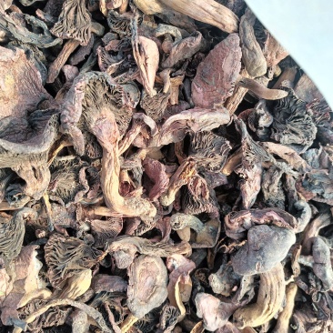 红蘑黑头松树肉蘑颜色一般价格便宜