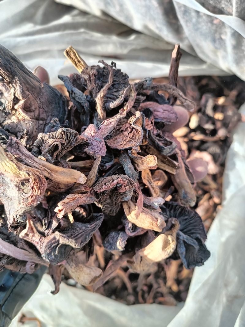 红蘑黑头松树肉蘑颜色一般价格便宜