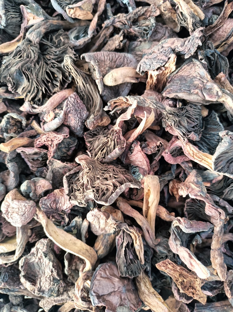 红蘑黑头松树肉蘑颜色一般价格便宜