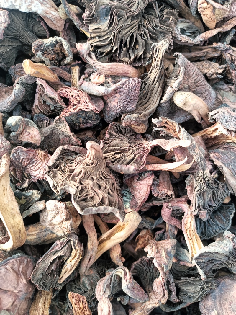 红蘑黑头松树肉蘑颜色一般价格便宜