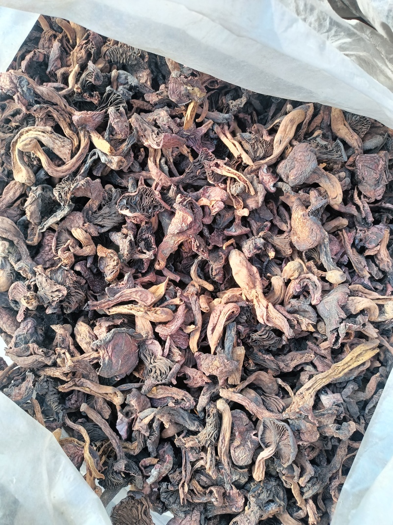 红蘑黑头松树肉蘑颜色一般价格便宜
