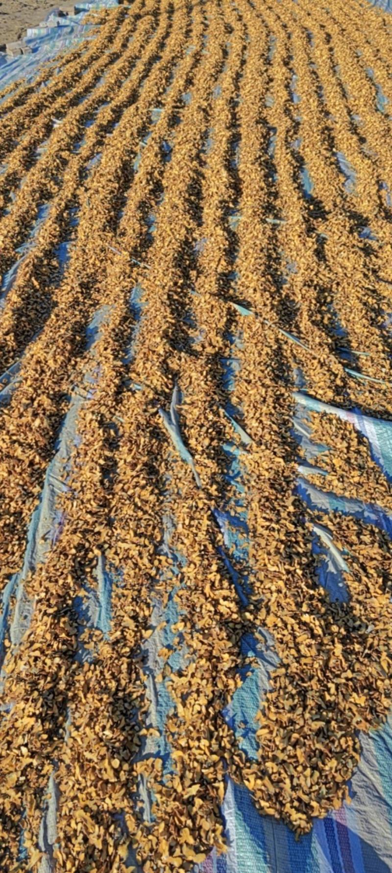 射干河北产地直发干货切片一公斤包邮