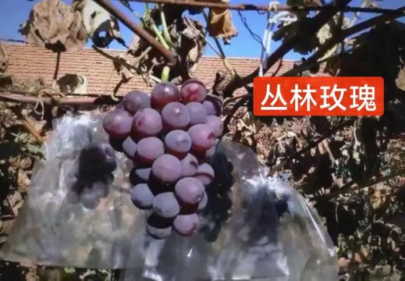 丛林玫瑰葡萄苗（大粒，早熟，香甜品种纯正）