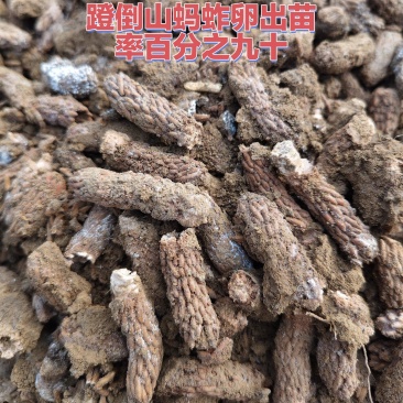 蹬倒山蚂蚱卵包出苗