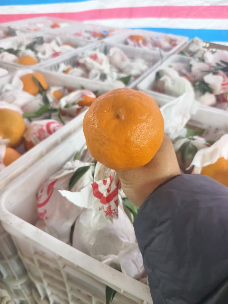 耙耙柑高次