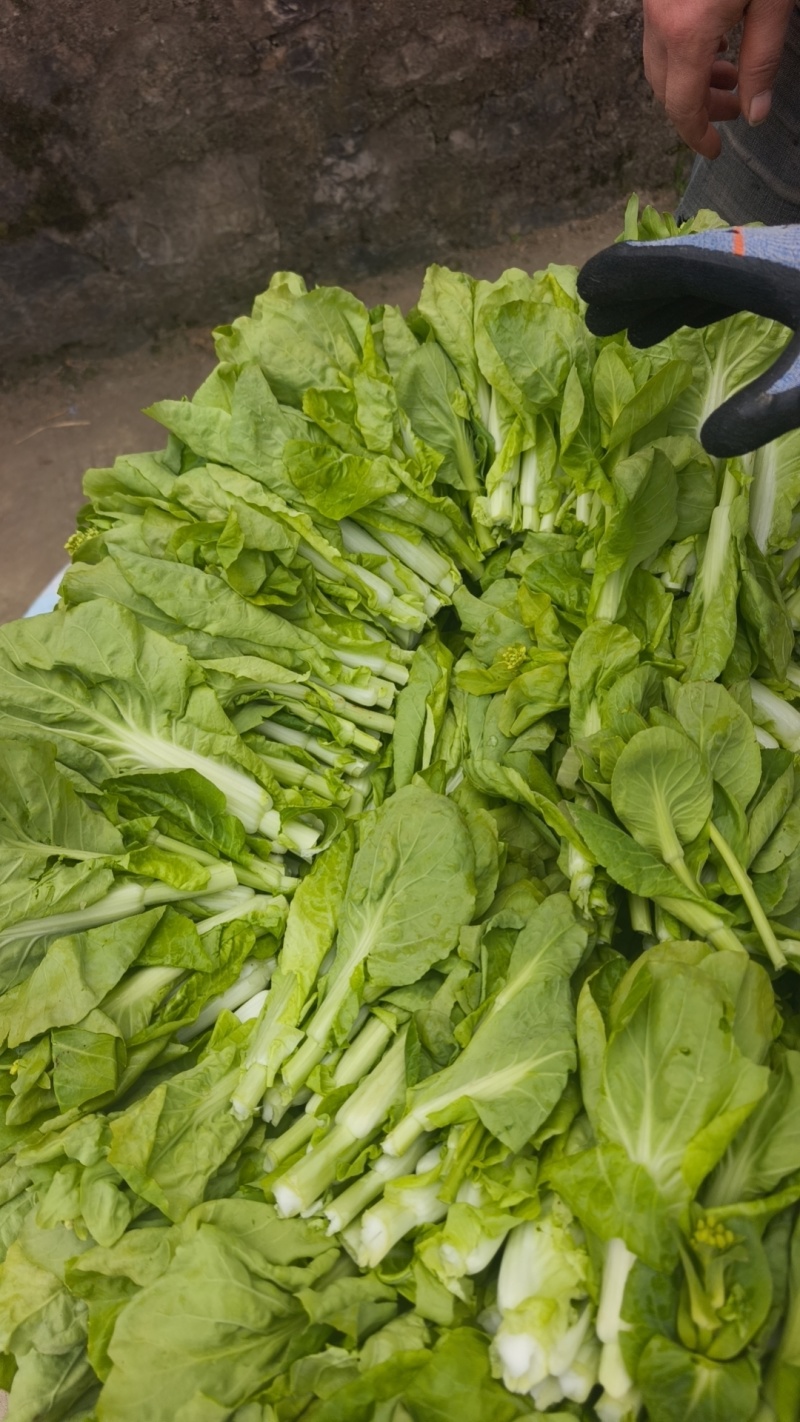贵州贵阳修文县绿色蔬菜白菜苔