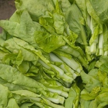 贵州贵阳修文县绿色蔬菜白菜苔
