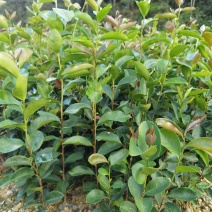 直生油茶杯苗