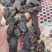 九蒸九晒黄精，一手货源，支持全国发货。
