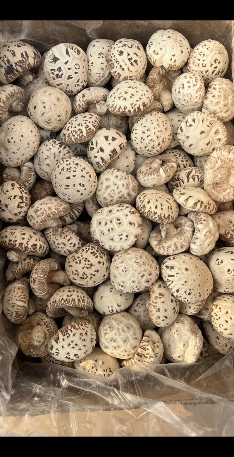 泌阳花菇产地直发各种规格批发价