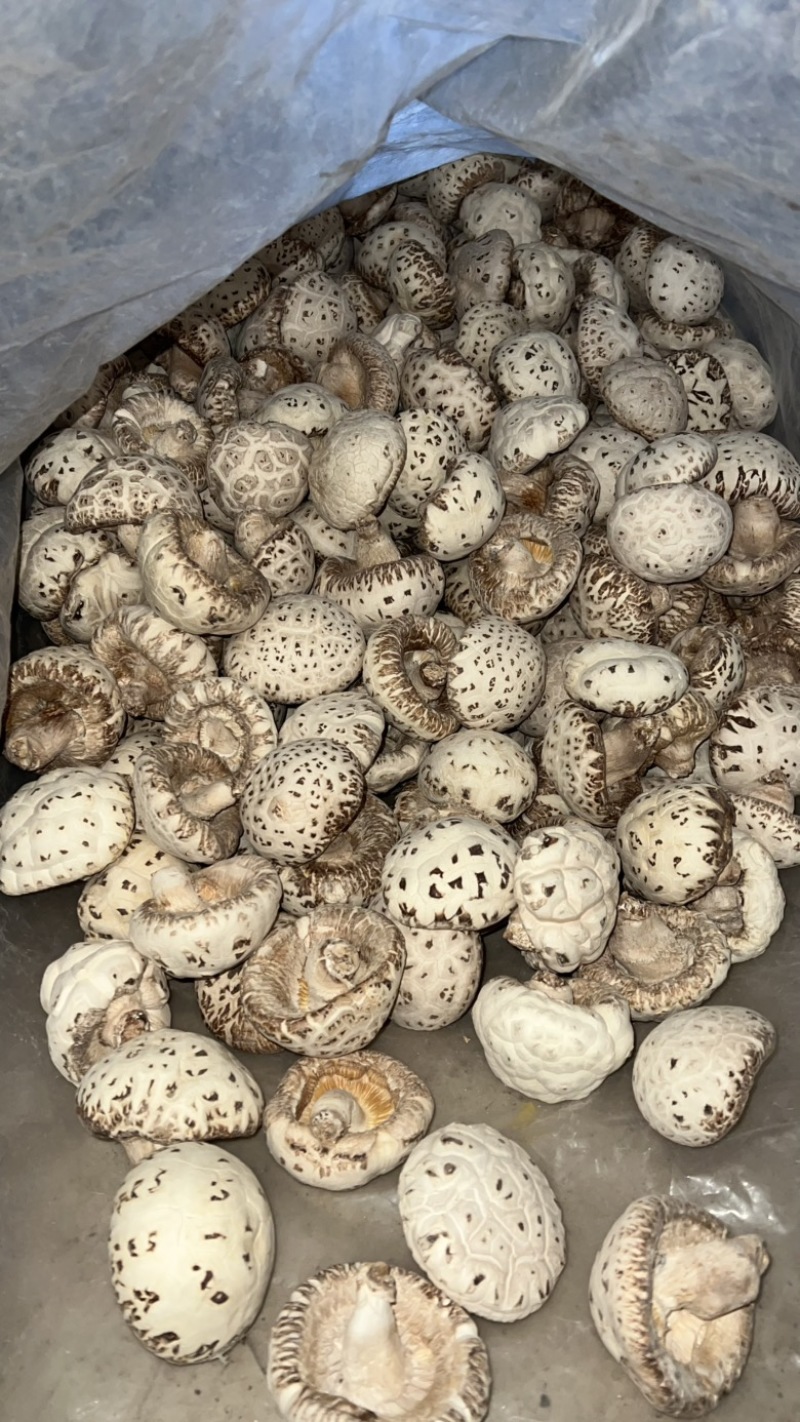 泌阳花菇产地直发各种规格批发价
