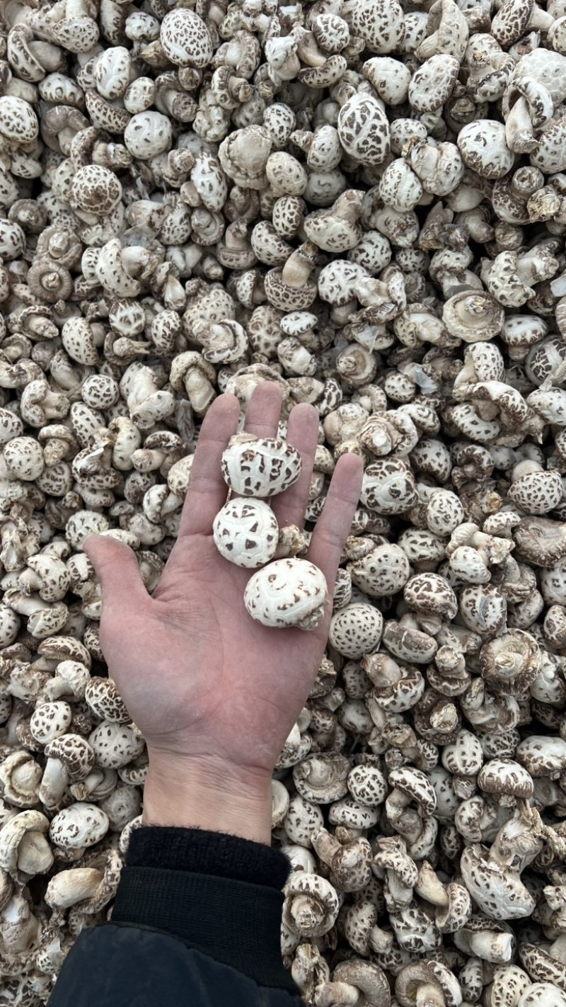 泌阳花菇产地直发各种规格批发价