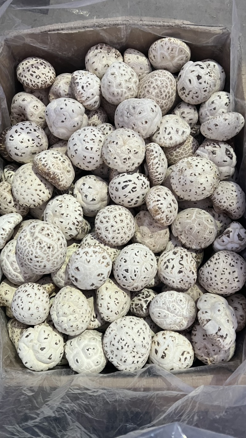 泌阳花菇产地直发各种规格批发价