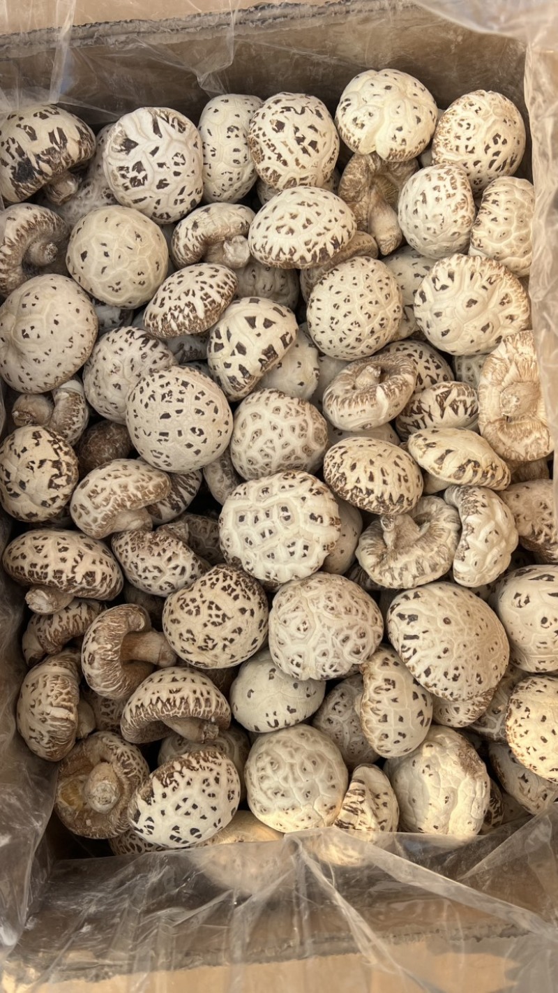 泌阳花菇产地直发各种规格批发价