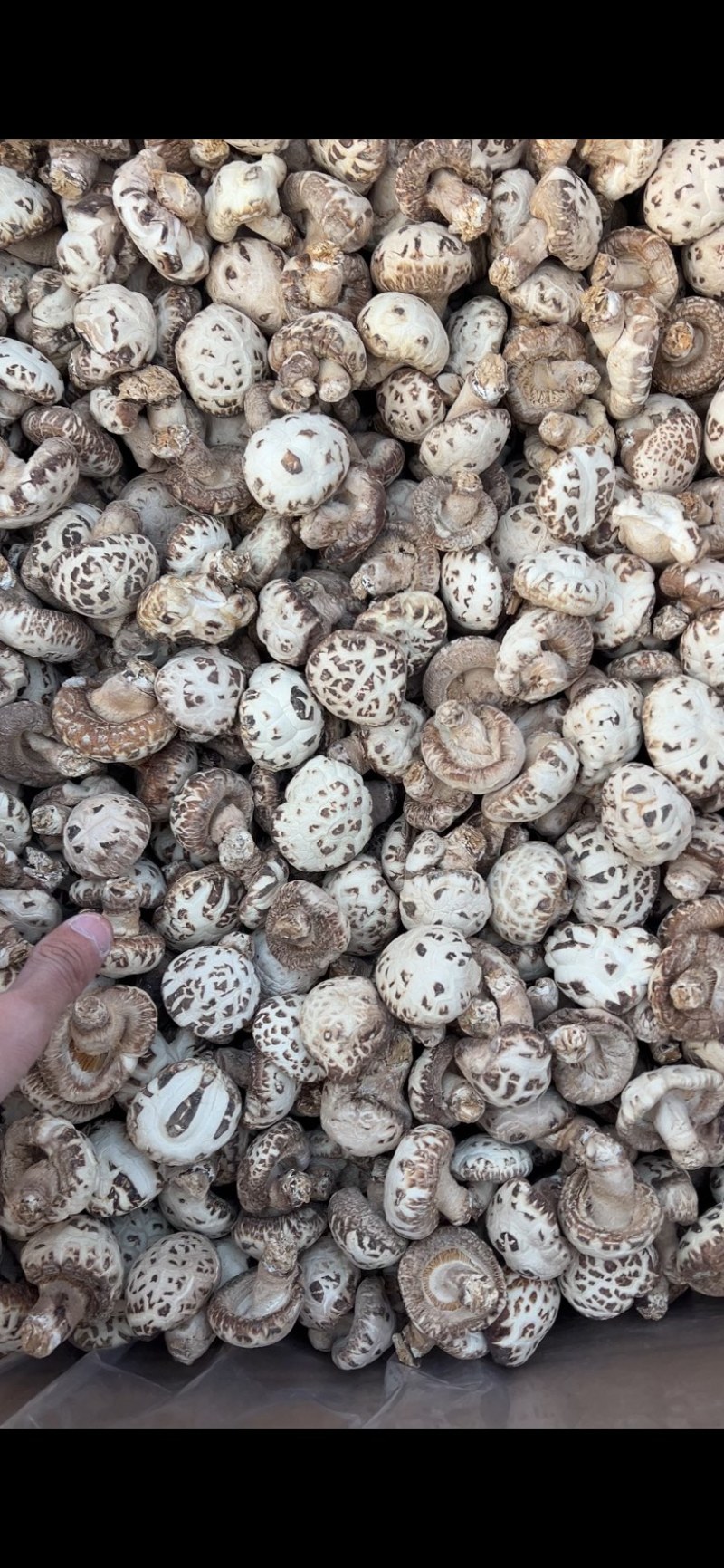 泌阳花菇产地直发各种规格批发价