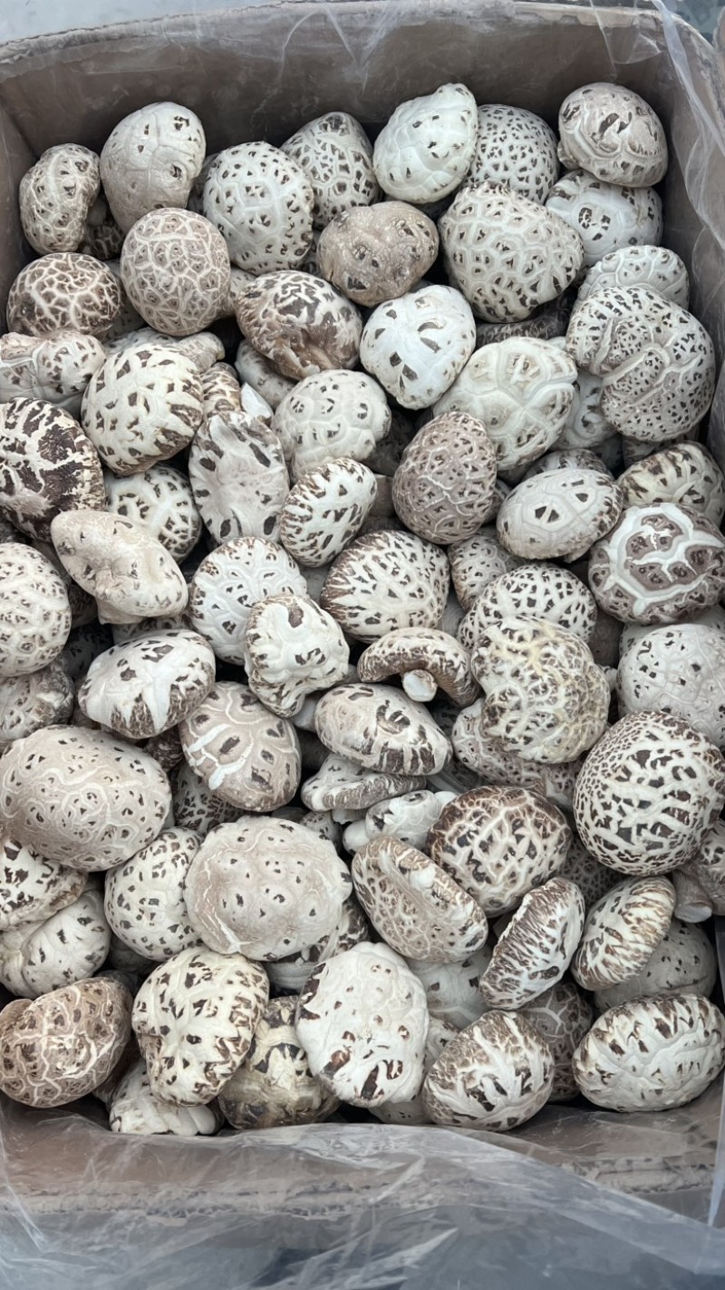 泌阳花菇产地直发各种规格批发价