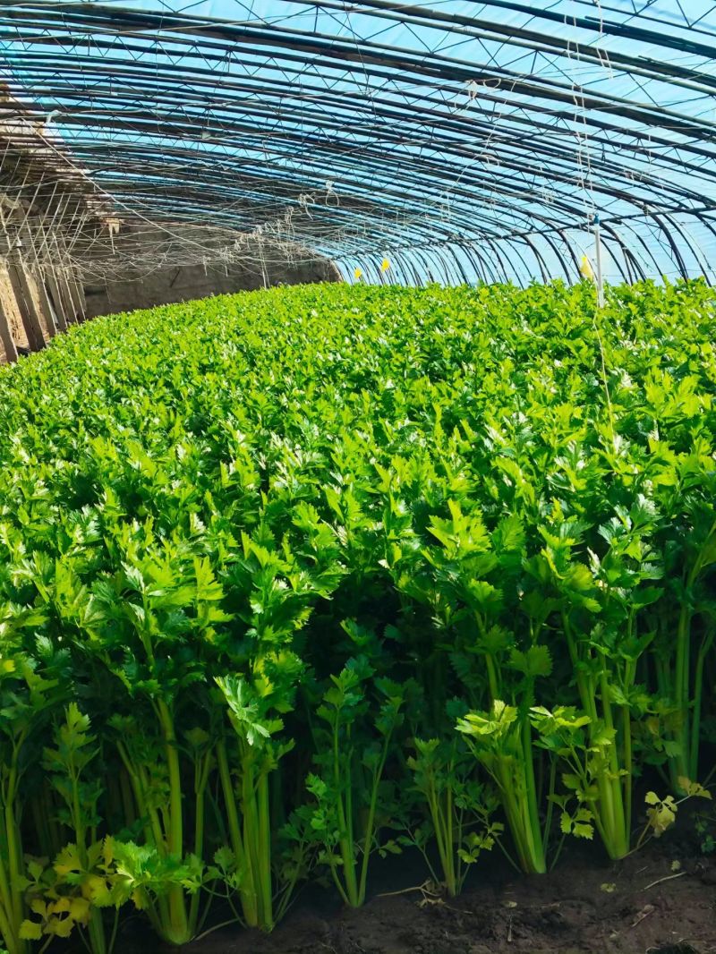 产地芹菜，带叶西芹大量上货价格实惠欢迎联系实力代发