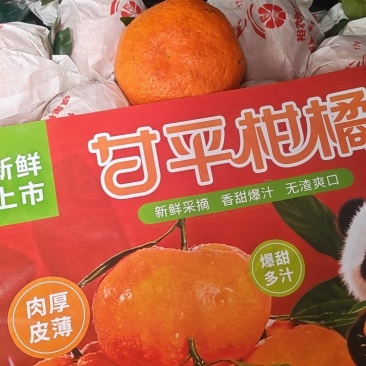 水果柑平