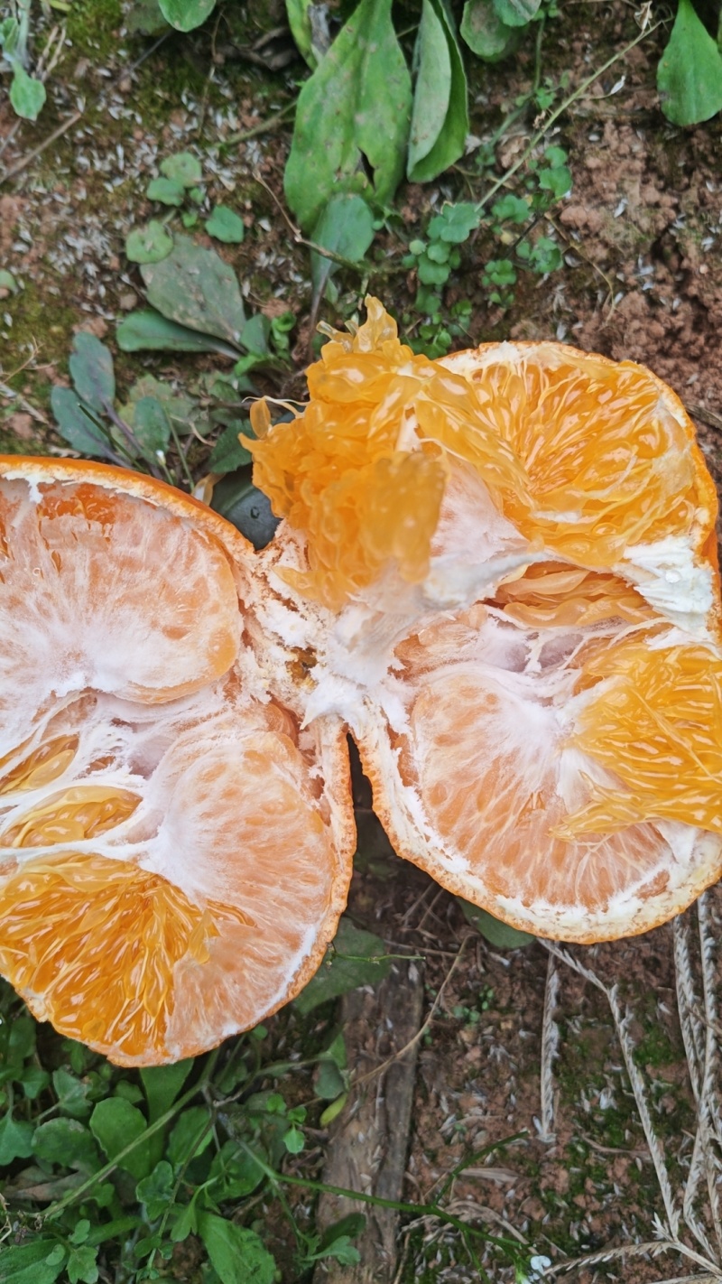 水果柑平