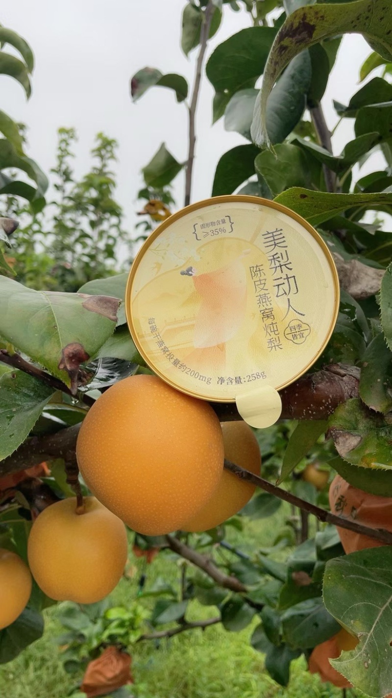 陈皮燕窝炖梨