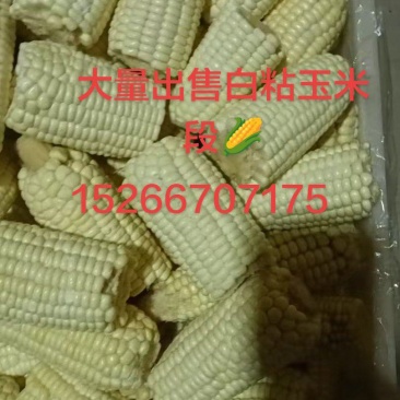 大售白粘玉米段