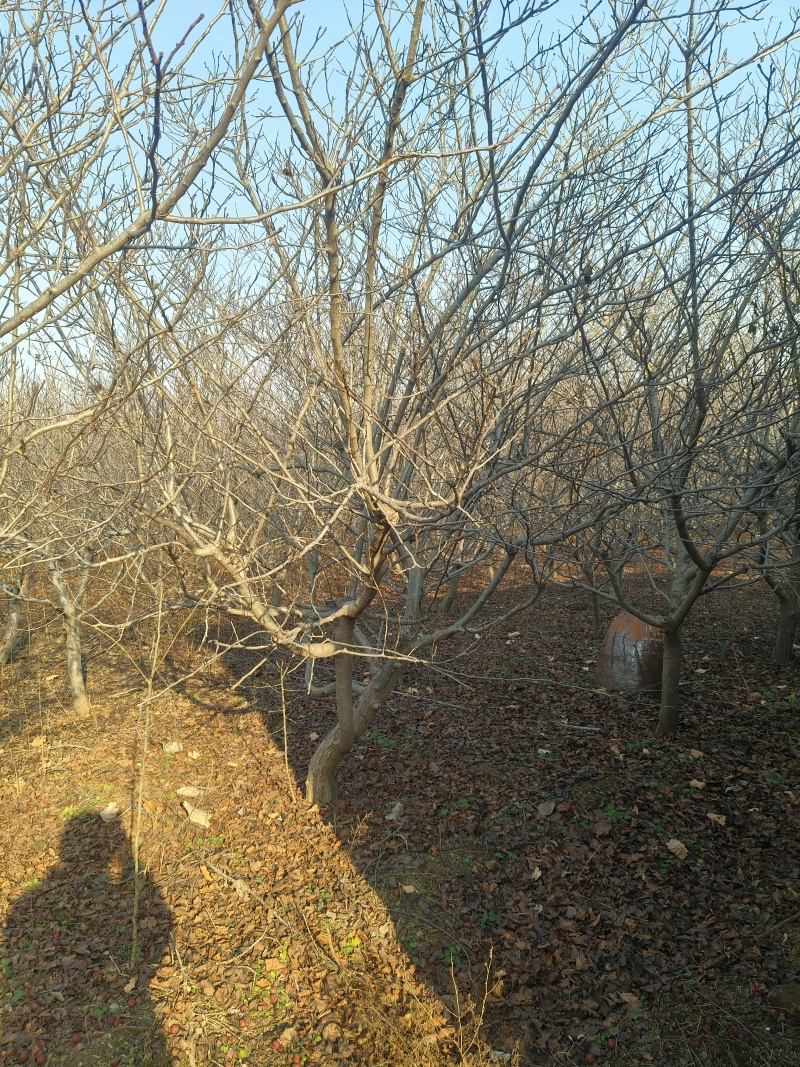 胸径10-20，大金星山楂树！结果**好，价格可以商量！