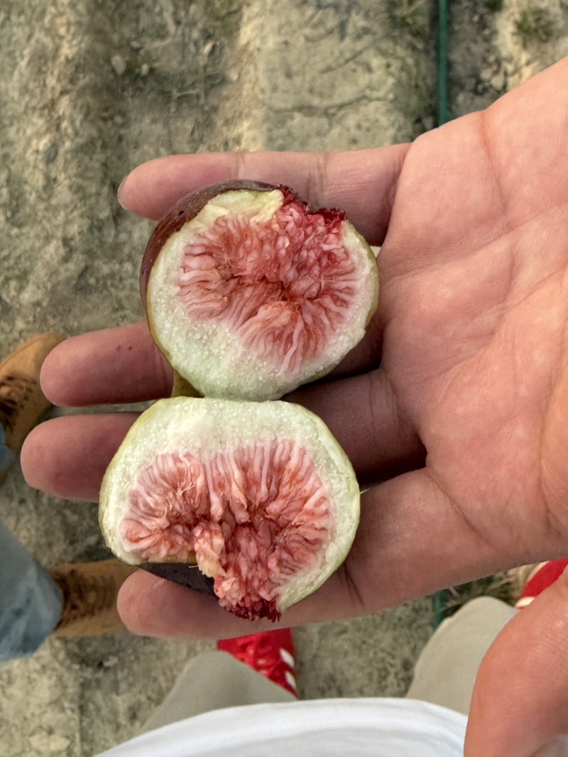 云南无花果基地直销四季不断货保证质量自己果园