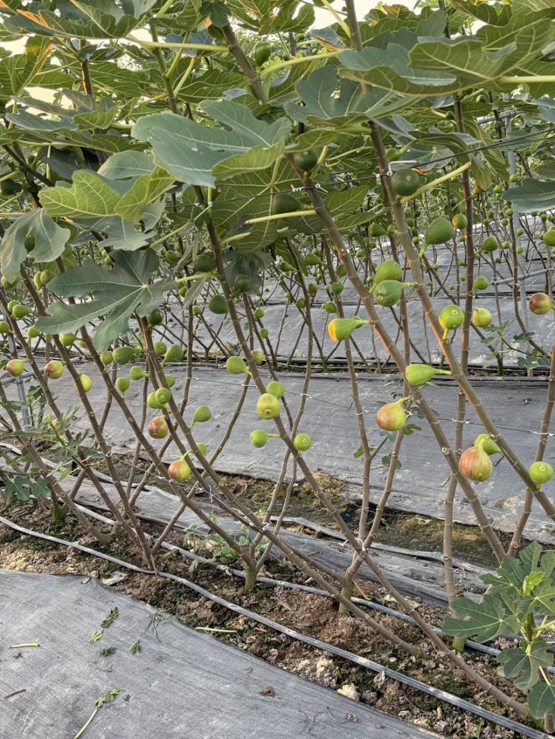 云南无花果基地直销四季不断货保证质量自己果园