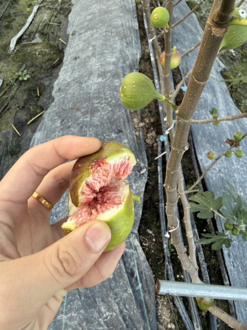 云南无花果基地直销四季不断货保证质量自己果园