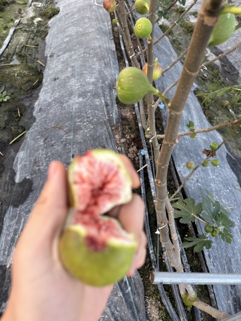 云南无花果基地直销四季不断货保证质量自己果园
