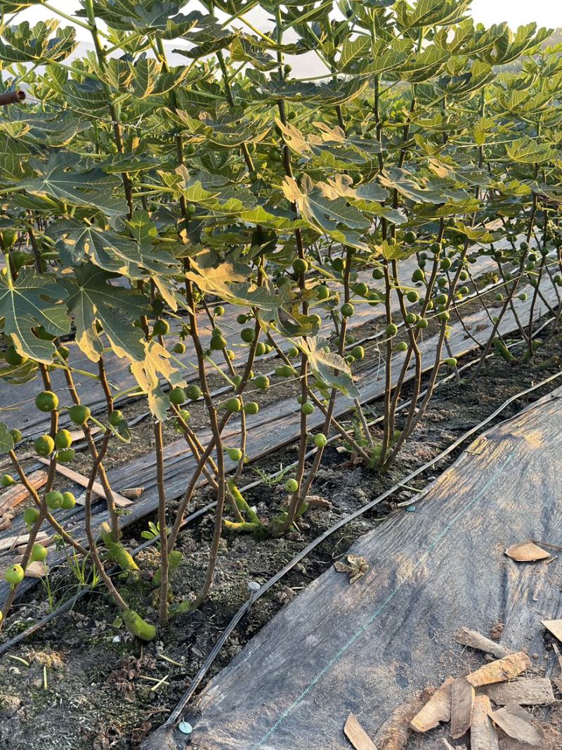 波姬红无花果基地空运直发当天到货有需要老板联系