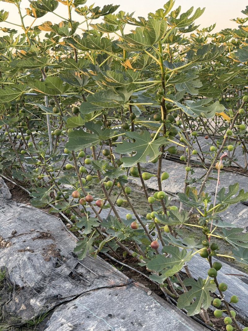 波姬红无花果基地空运直发当天到货有需要老板联系