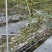 波姬红无花果基地空运直发当天到货有需要老板联系