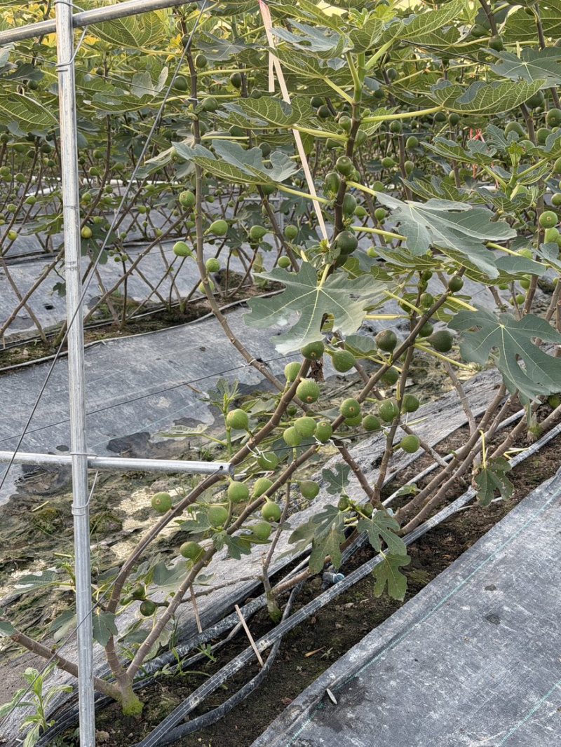 波姬红无花果基地空运直发当天到货有需要老板联系