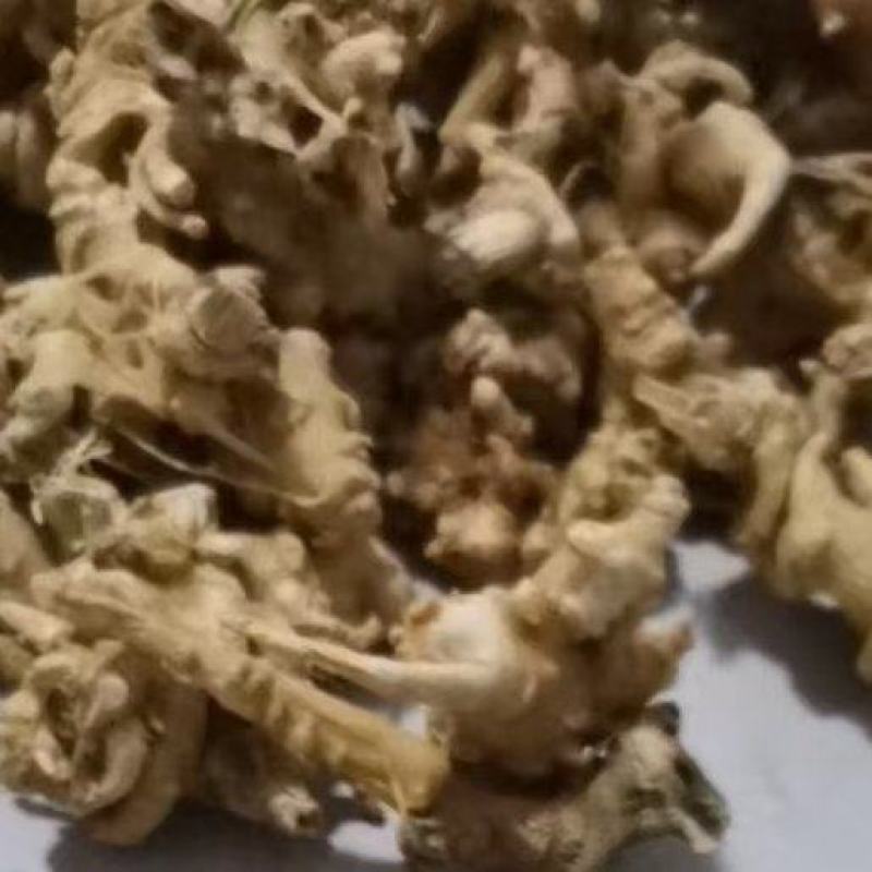 竹节参