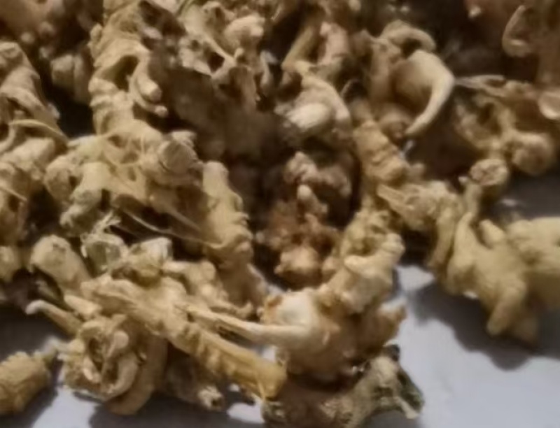 竹节参