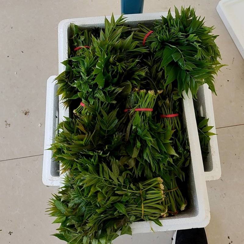 大棚反季节种植香椿芽儿基地大量直供